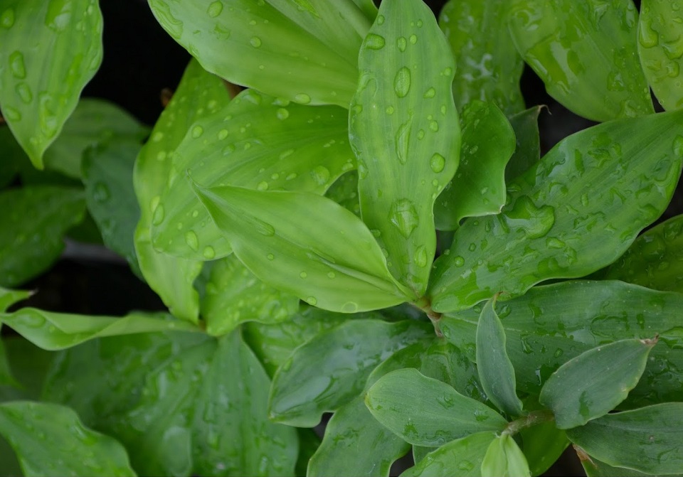How to use insulin plant leaves for diabetes How to use insulin plant leaves for diabetes